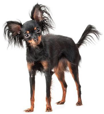 long-haired toy terrier puppies