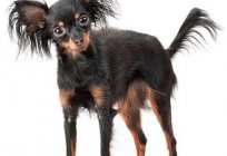Russian long-haired Toy Terrier: description of the breed. Characteristics of Russian Long-haired Toy Terrier breed dogs