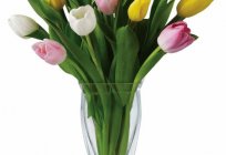 Jakie są potrzebne warunki, tulipany aby długo były świeże?