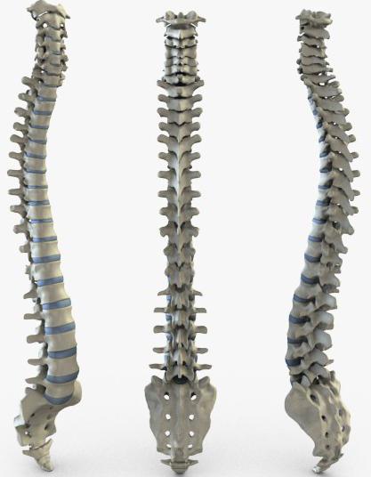 人类的结构脊椎图的功能符号