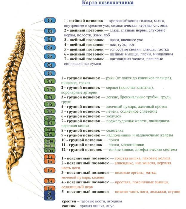 人类的结构脊椎图标志着解剖