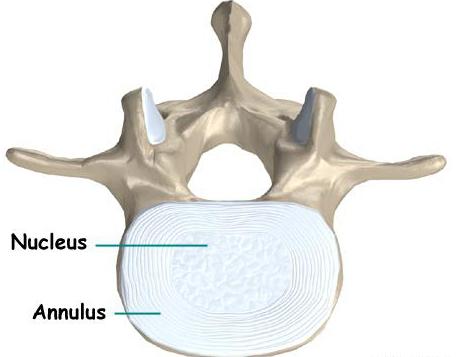 la estructura de la columna vertebral de la persona, el esquema de designación de la función y anatomía