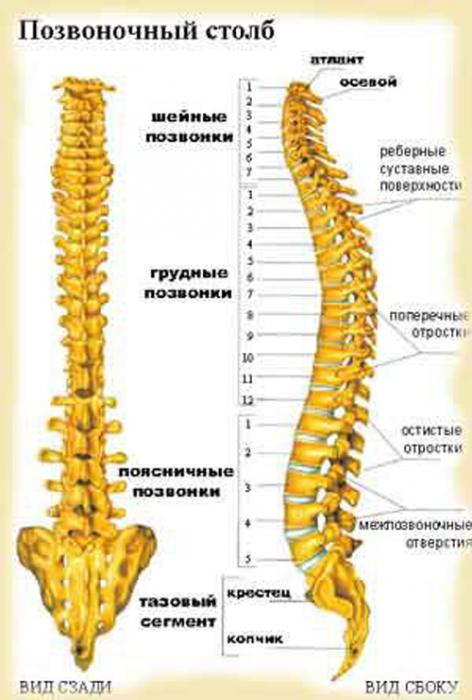 what structure is the human spine