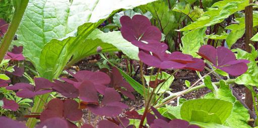 Oxalis how to get rid of carob