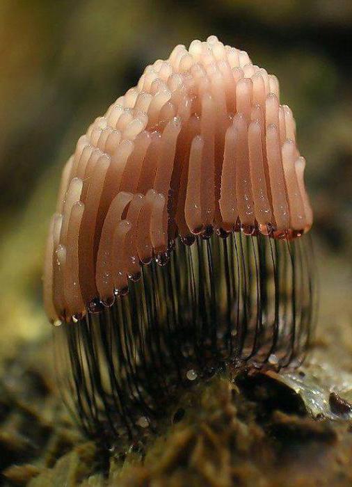 Mushroom Plasmodium
