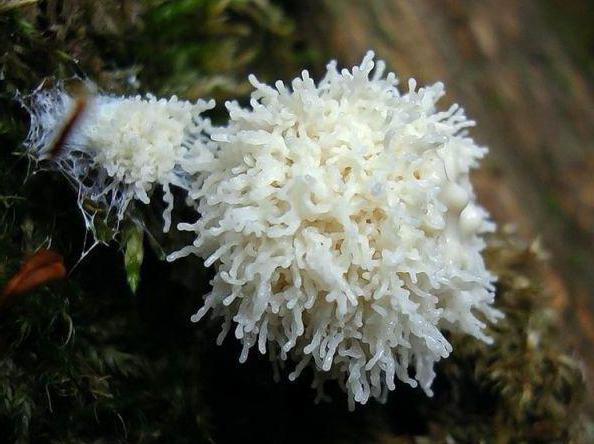 Plasmodium mushroom photo