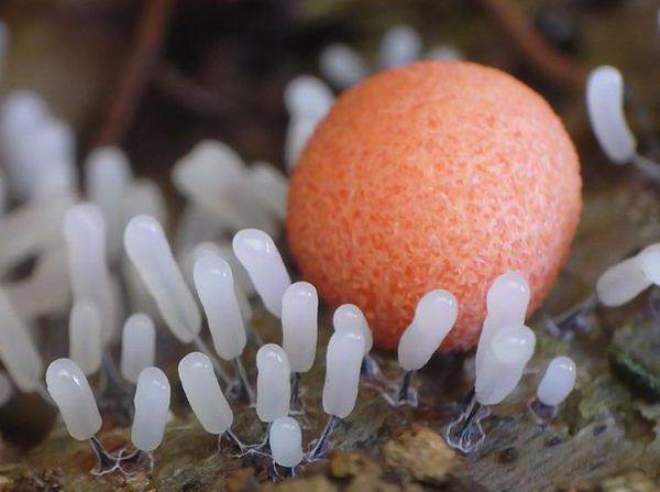 Um cogumelo плазмодий