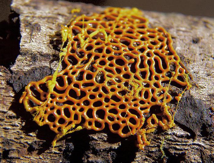Mushroom Plasmodium description