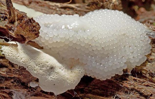 Mushroom Plasmodium moves