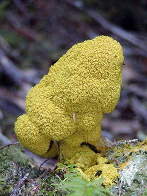 Mushroom Plasmodium edible