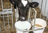 代用乳のために子牛の組成、マニュアルレビューします。 全体の代用乳