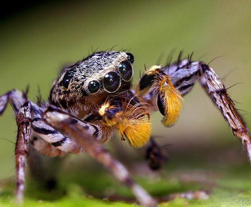 10 цікавих фактів про павукоподібних.