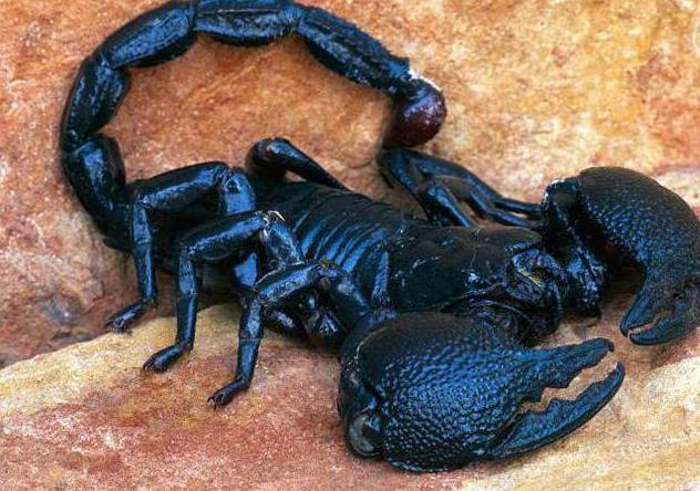 Arachnids: ilginç gerçekler hakkında скорпионах.