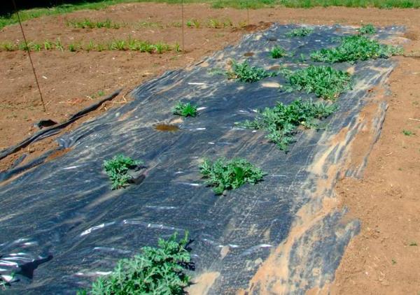 how to grow watermelon outdoors