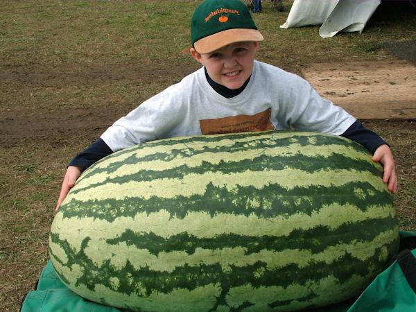 how to grow large watermelons