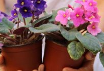 Como plantar a folha de violeta: dicas цветоводов