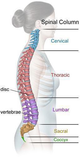  how many vertebrae