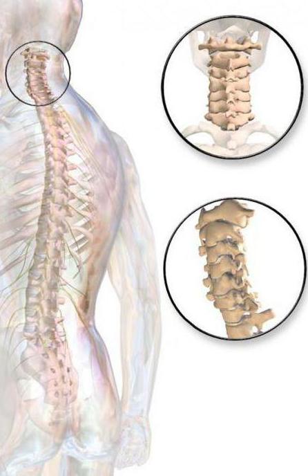 sua coluna vertebral construção