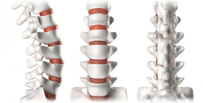 los músculos de la columna vertebral