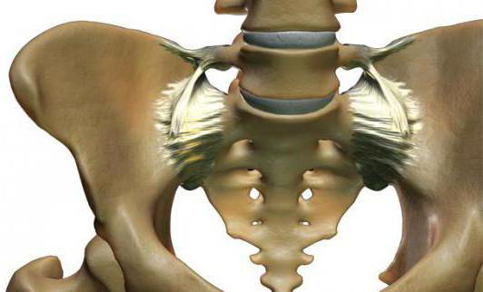 o desenvolvimento da coluna vertebral