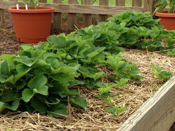 How to place the strawberries in the garden