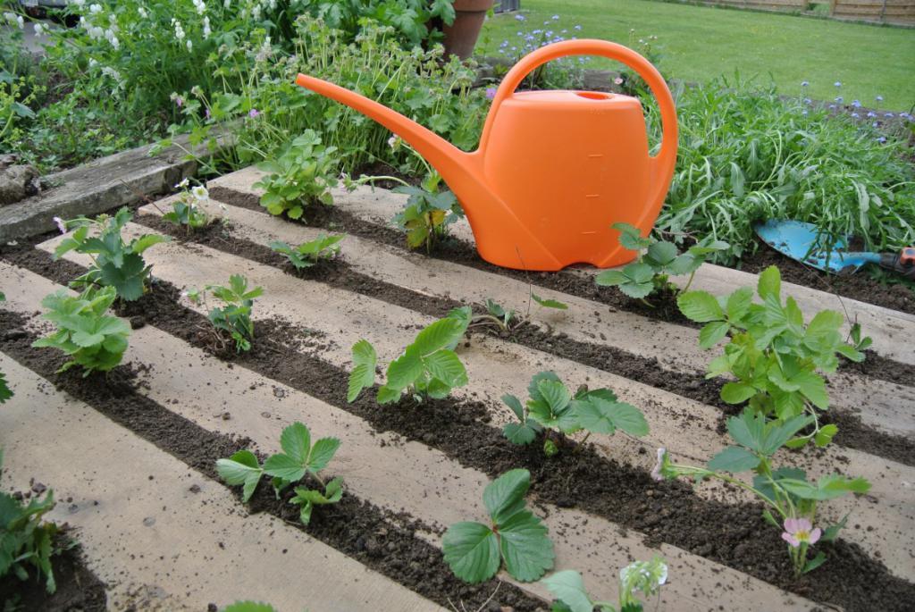 How to grow strawberries in the garden