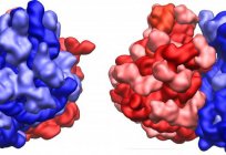 相似的DNA和RNA。 比较特性的DNA和RNA：表