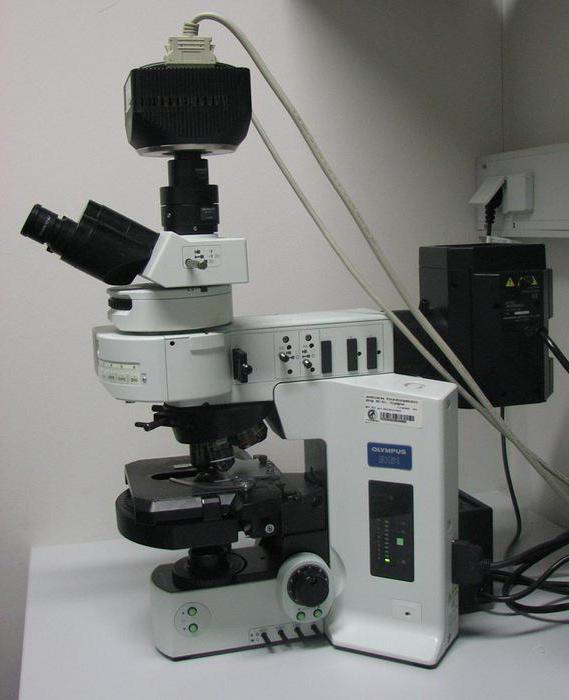荧光显微镜检查