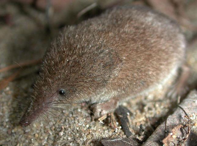 a giant shrew interesting facts