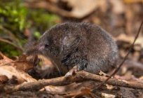 Giant shrew: the animal way of life, reproduction, interesting facts