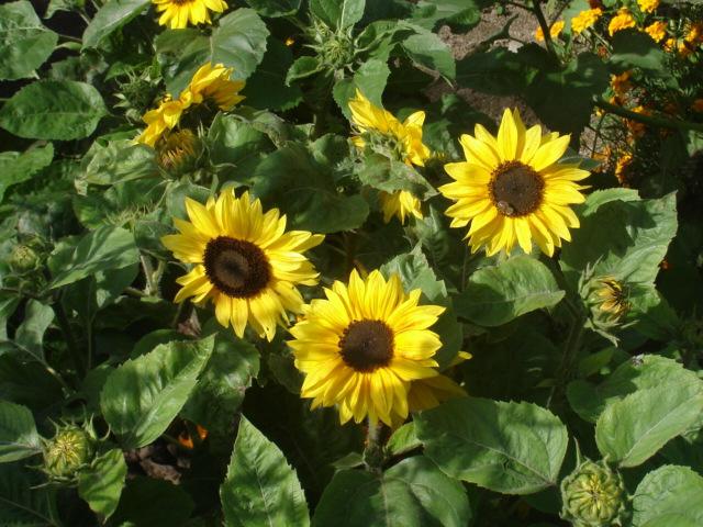 Dekorative Sonnenblume