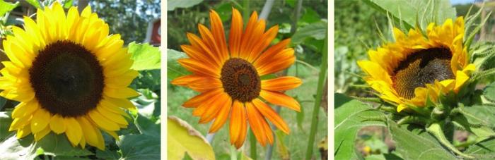Dekorative Anbau von Sonnenblume