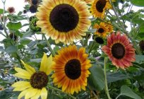 Dekorative Sonnenblumen - Anbau