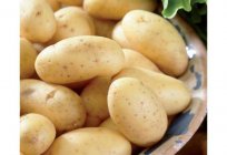 Batatas Colombo: descrição, o cultivo, as propriedades benéficas do