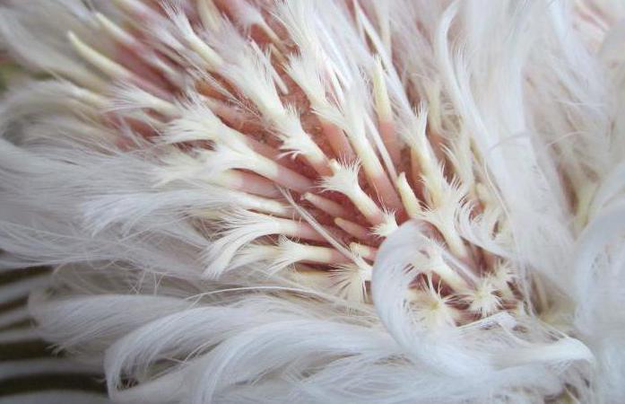 ¿por qué los pollos caen las plumas en la espalda