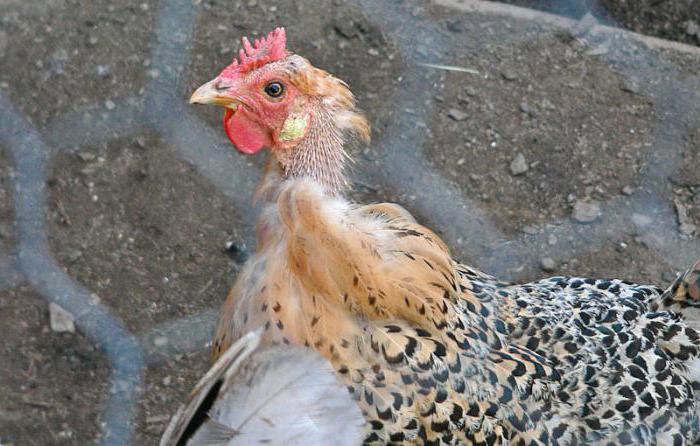 why have chickens drop feathers on neck