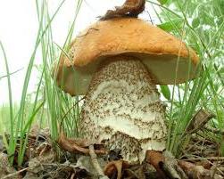 куди поїхати за грибами