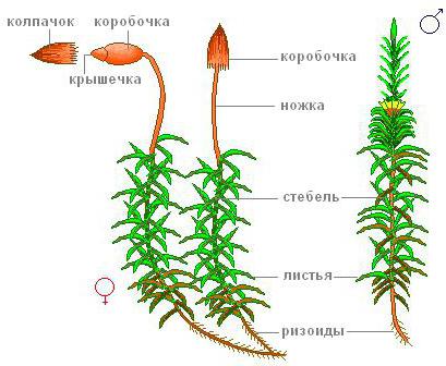 部长满青苔的植物的一般特征和意义