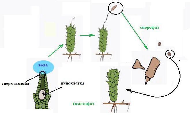 部长满青苔的植物