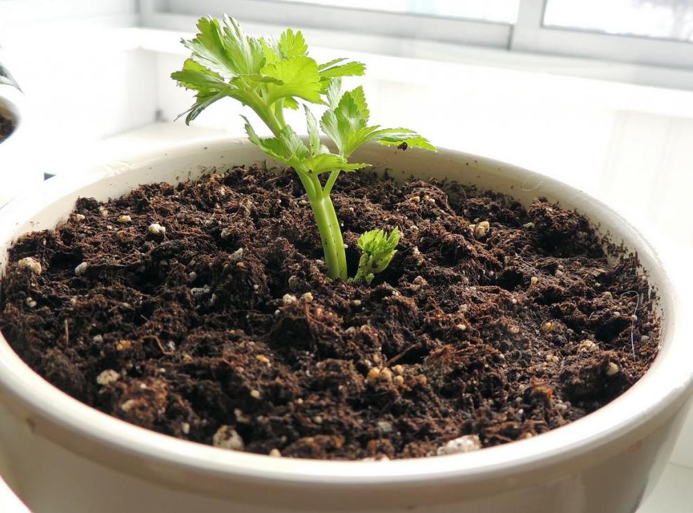 How to grow celeriac in the home