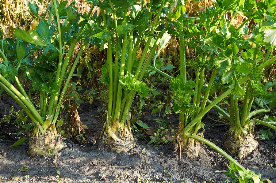 how to grow Sämlinge Sellerie root