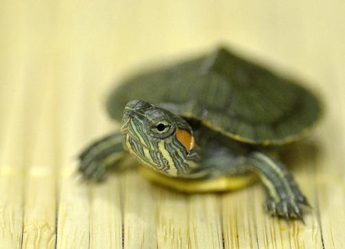 how to feed a red-eared turtle at home