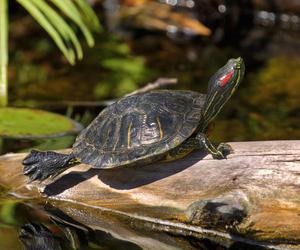 how to feed a small red-eared turtle