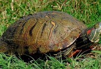 How and how to feed a red-eared turtle at home