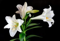 What dream Lily? Dream interpretation will tell you the answer