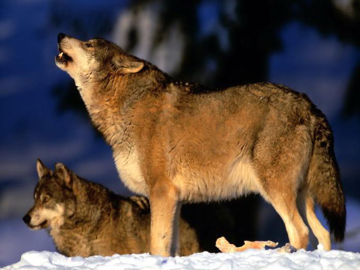 la esperanza de vida de los lobos
