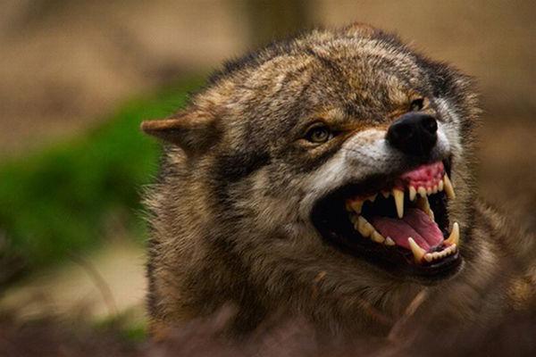 a vida de lobos na natureza selvagem
