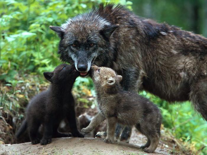тривалість життя вовка в природі