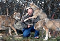 A wolf in the wild. The life expectancy of wolves