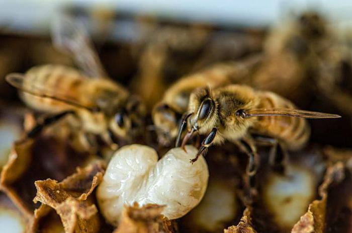личинки бджіл на стільниках